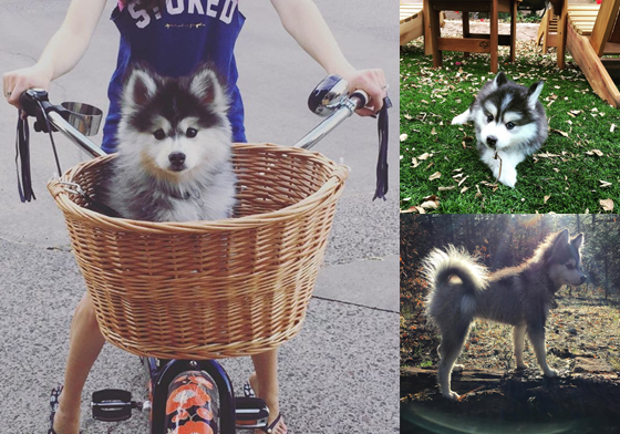 耍帥、賣萌都難不倒牠！博美+哈士奇 = 惹人憐愛Pomsky Nanook Bear、Pomsky、nanookbear、instagram、哈士奇