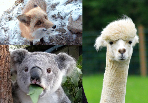 無尾熊的叫聲竟然是這樣！4種動物的特殊叫聲 狐狸、羊駝、草尼馬、蜜袋鼯、無尾熊