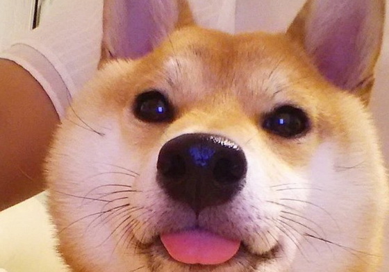 柴柴呆萌「妹」力全開！最喜歡摸頭的柴女子Charmy 柴犬、柴柴、笑臉、笑顏、笑容