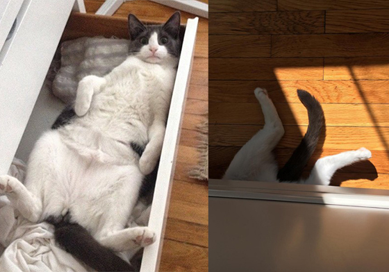 這隻貓咪，您有事嗎？問題兒童Kitty的忙碌搞笑生活 thekittythecat、搞笑、爆笑、有趣、惡搞、賓士貓、貓咪、貓、小貓、喵星人、喵喵、寵物、可愛、寵物生活、療癒、問題兒童、Kitty、領養、認養、領養不棄養、愛貓、