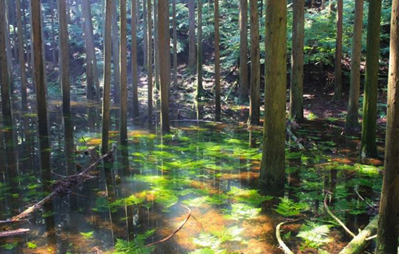 7年才會出現一次的神秘池塘？猶如莫內《睡蓮》的靜岡「池之平」 靜岡、池之平、日本、池塘、森林