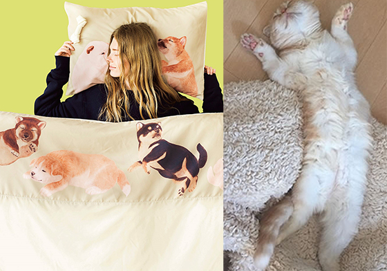 每天醒來都能用臉蹭貓咪的胸毛了！讓貓、狗奴大感幸福的居家用品 狗、犬、小狗、汪星人、汪汪