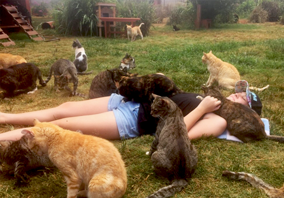 每天都在夏威夷度假的爽爽貓！貓奴一生必去的貓咪天堂在這啦 美國、夏威夷、貓咪、旅遊、Lanai Cat Sanctuary