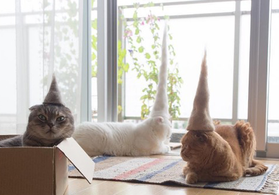 喵星人掉毛別急著清理！3貓為你示範今夏最神氣髮型是…. 貓、喵星人、掉毛、貓毛氈、髮型、假髮、小山、梳毛、日本、Ryo Yamazaki、 Nya、Maru 、Mugi、 rojiman