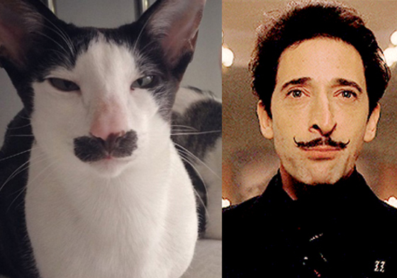 相似度居然高達99%？喵星人撞臉電影明星 動物、明星、相似、撞臉、朗普曼