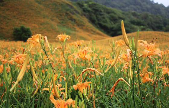 暑假的尾聲就決定去追金針花！3大賞花景點懶人包整理 花蓮、赤柯山、六十石山、台東、太麻里