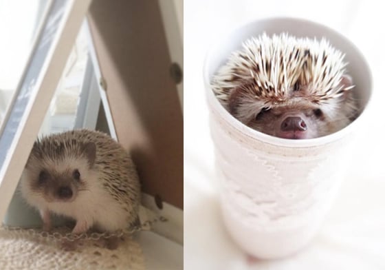 將頭埋到被子裡你就找不到我啦！最愛玩捉迷藏的超萌刺蝟Marron Marron、ayabribrick、侏儒刺蝟、躲貓貓、捉迷藏