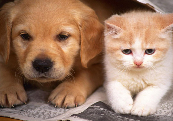 養貓的人多單身？貓控vs.狗控的Facebook觀察報告 貓、狗、主人、調查、Facebook