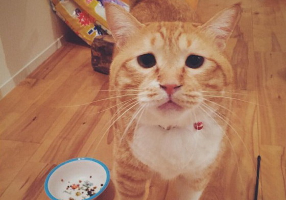 好好好，你說什麼都好！讓人無法拒絕牠的苦情臉胖胖貓Guppy gupitaro、ぐっぴー、米克斯、貓、貓咪