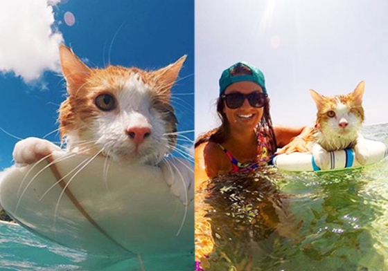 和愛貓一起衝浪不是夢！貓奴必讀的貓咪戶外活動指南 貓、貓咪、喵喵、貓奴、動物、戶外運動、衝浪、爬山、健行、船、Adventure Cats、adventurecatsorg