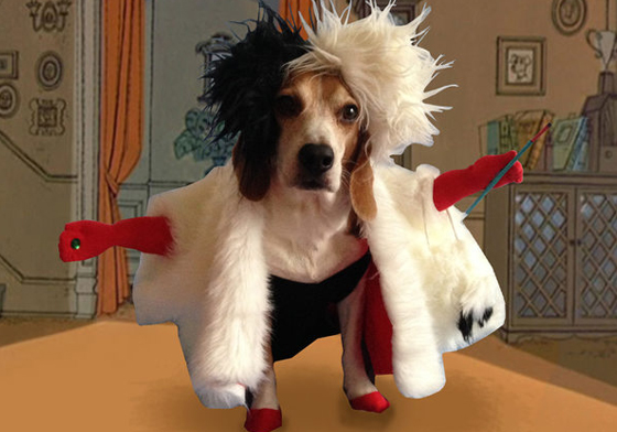 連米格魯都有少女心？惡搞米格魯大玩迪士尼Cosplay 米格魯、Cooper、Mr_Duck_Sauce、迪士尼、裝扮、Cosplay