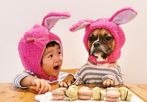 「哥不是臉臭，只是笑不出來！」淡定法鬥哥與感性日本弟的反差萌日常 shino、狗狗、法鬥、日本、寫真