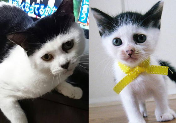 你什麼時候才要把帽子摘掉？永遠戴黑帽的超萌貓咪Atom atom.noel、貓咪、黑帽、花色、米克斯