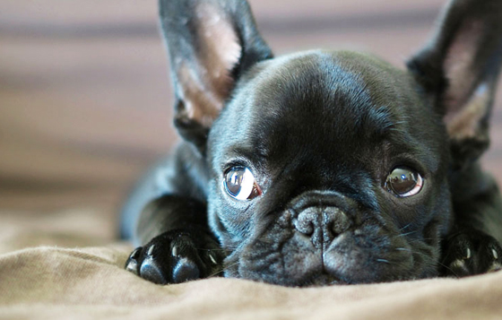 所有的禍都是牠闖的？10件養狗狗的人才知道的事 狗狗、插畫、Lingvistov、貓派、狗派