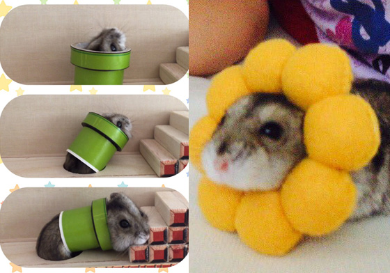 成名一瞬間！網紅楓葉鼠的藝壇打拼之路 楓葉鼠、ゆたこ、yutako55、明星路、日本