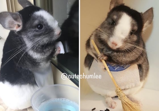 你有看過毛絲鼠做家事嗎？來自巴西的萌萌父子檔帶你看龍貓生活的迷你日常！ 毛絲鼠、栗鼠、龍貓、Chumlee&Tuti、cutechumlee