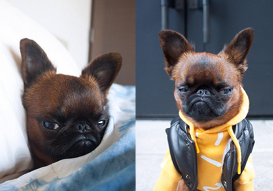 「喂！你看什麼看！」史上最臭跩的吉娃娃在此 可愛、動物、汪、狗、吉娃娃、heygizmo、The Giz