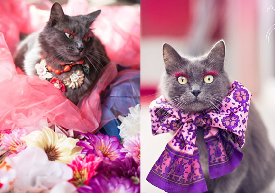 貓咪也戴假睫毛？最貴氣喵星人Pitzush華麗裝扮原來有故事 可愛、貓、貓咪、假睫毛、攝影