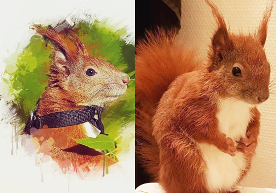 這位龐克搖滾小松鼠是誰？讓妞編輯帶你介紹丹麥人氣王「TinTin」背後暖心故事 TinTin、Decan Andersen、丹麥、紅松鼠、tintin_the_squirrel