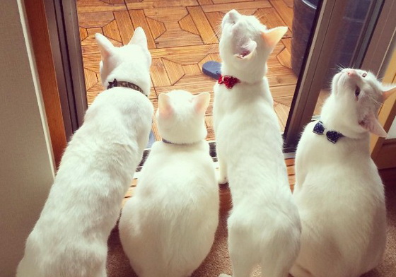 有牠家裡立刻變得超夢幻！滿是仙氣的白貓家族告訴你白貓的5個魅力 mami.k89、白貓、白色、白襯衫、貓、貓咪、喵星人、寵物、可愛、寵物生活、療癒、夢幻、乾淨、過曝、明亮、多貓家族、制服、制服控、白貓控 