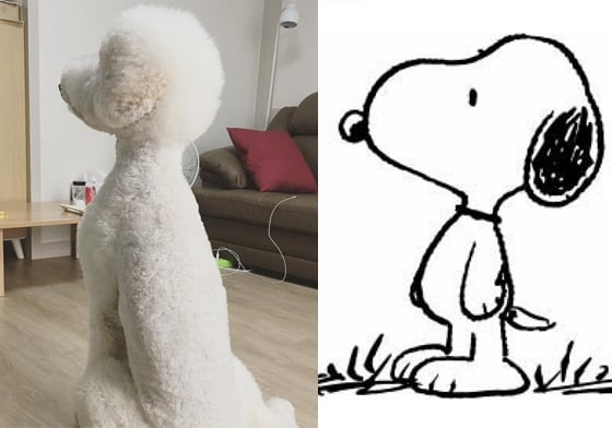 史努比跳到現實生活中了嗎？失控貴賓狗的白日夢日常！ snoopy、史努比、貴賓狗、봉구、bong_gu3、秀峰