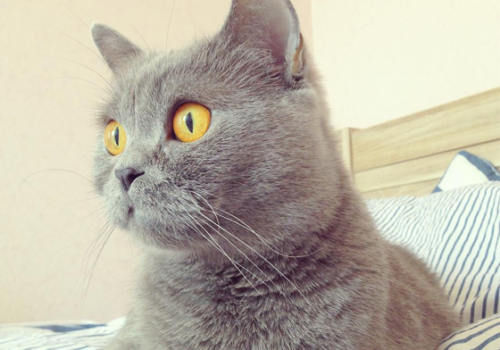 「人家只是有點驕傲但不是公主病！」傲嬌公主迪塔貓的小時光週記 CatsuTheCat、貓、漫畫、Dita、萌