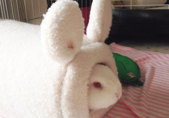 你只是穿著兔子裝的貓吧！「貓味」超重的兔男子Mozzarella bunny_826、Mozzarella、モッツァ、兔子、兔兔