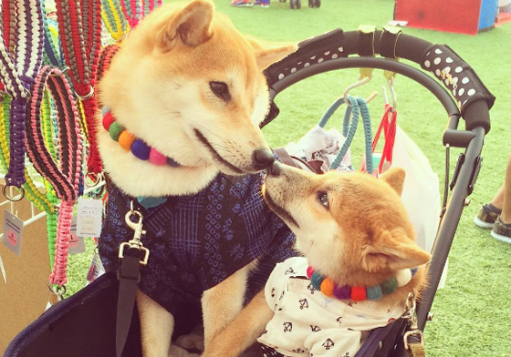 這畫面太美我不敢看！溫馨破表的日本柴兄弟 instagramchocota0202、shiba、柴柴、兄弟、可愛