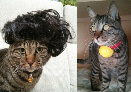 沒有百寶袋只好淪為主人的惡搞對象？哆啦A喵的無奈事件簿 哆啦A夢、百寶袋、貓、喵星人、可愛