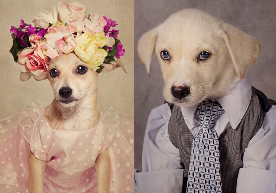 打扮成人模人樣就是希望能得到你的愛心！令人心酸的流浪狗攝影集 狗、UCAPS、Tammy Swarek、流浪狗、tswarek、結紮、沙龍照、攝影、動物收容所、繁殖場、寵物