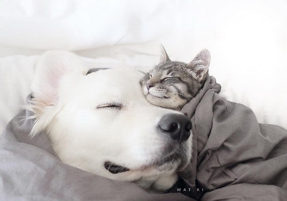 我可以跟你們滾床單嗎！？抱來抱去的毛絨絨貓狗家族 wat.ki、watki、貓、貓咪、喵星人