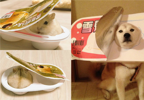 我的圓Q大福竟然是隻小胖鼠！圓潤無極限的「動物雪見大福」特輯 動物、倉鼠、貓咪、柴犬、大福