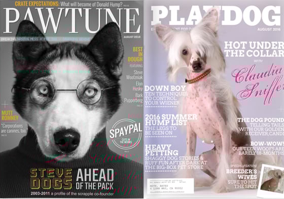 當《Playboy》變成《PlayDog》！如果汪星人當家的雜誌封面長這樣 狗狗、汪星人、雜誌、Chrom Animals、Vanity Fair