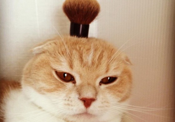 什麼東西在牠頭上都毫無違和感！擁有超模潛力的摺耳貓Uri-chan soramilk1202、うり、うりちゃん、uri、uri-chan