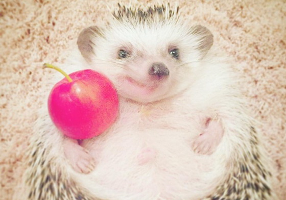 擠眉弄眼、扭腰擺姿勢全都沒問題！全身上下都有戲的貪吃小刺蝟Azuki 刺蝟、hedgehog_azuki、 Azuki、あずき、療癒