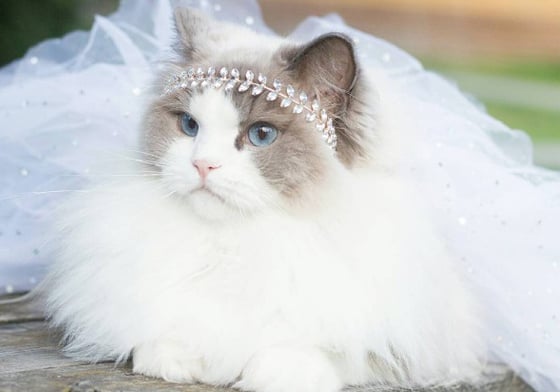 果真是名符其實的睡美人！美到哭的布偶貓Princess Aurora 貓咪、貓星人、美麗、優雅、公主