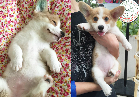 只要看牠吃睡玩樂就超、級、療、癒！狗奴們快讓藍耳小柯基迷倒你吧 柯基、thatlittlecorgi、Lilo、藍耳