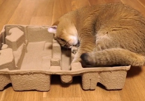 盒子上怎麼有活跳跳的海參？！嘴邊肉超搶戲的摺耳貓Hosico Hosico、紙箱、紙箱貓、擁擠、貓