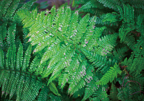 雨天就要尋找綠色？6個讓照片加分的攝影心法和技巧    照片、攝影、心法、技巧、教學、拍照、技法   、讀讀書