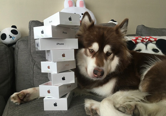 牠的生日禮物是8支iPhone 7！中國首富之子的狗女兒「王可可」 王可可、王思聰、中國首富之子、王可可是個碧池、微博