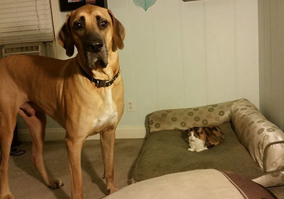 不只人類臣服於貓皇！連汪星人都「有床歸不得」啦～ 貓星人、汪星人、主人、貓奴、可愛