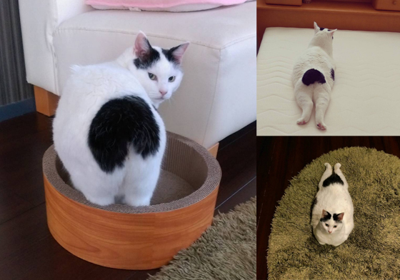 喵星人穿的另類小褲褲？一身橫肉也敢秀身材的軟萌白貓 instagram、setsunao、美尻、貓、喵星人、可愛、萌、丁字褲