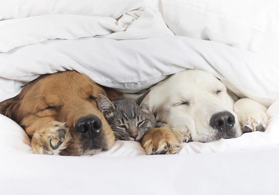 女生研究室：常幫狗狗換飼料可能讓牠餓死？6個致命的寵物飲食錯誤觀念 寵物、貓星人、狗、貓、飲食