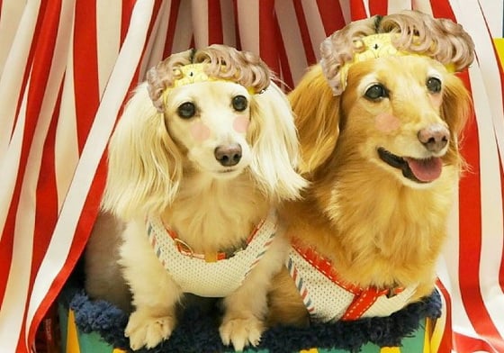 從小夢幻到老就是長毛臘腸的本事！臘腸奶奶與孫女的溫馨美拍生活 狗、狗狗、犬、臘腸、臘腸狗