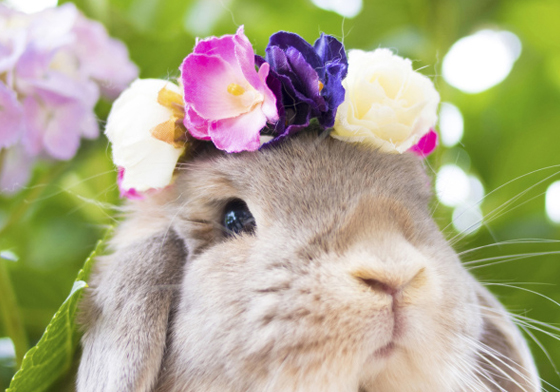 網紅兔們一次大集合！東京「兔兔攝影展」軟萌勢力來襲 愛玩妞、日本、東京、兔兔、兔子