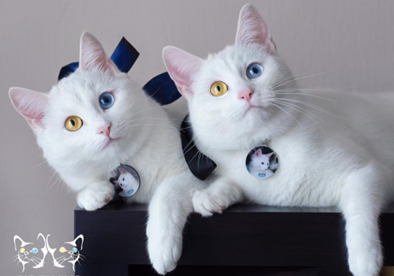 美哭網友！讓人難以移開視線的「陰陽眼」雙胞胎貓咪 陰陽眼、貓咪、可愛、雙胞胎、Iriss