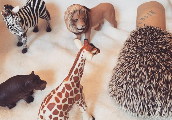 我看不見你我看不見你！愛把頭鑽進紙捲筒的刺蝟Nohea 刺蝟、Nohea、紙捲筒、kayc098、可愛、安全感、療癒