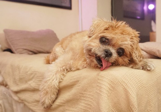 歪頭吐舌好萌也好心疼！俏皮西施犬Marnie的血淚史 萌、可愛、可憐、悲慘、生病、歪頭、吐舌、長舌頭、西施犬、Marnie、marniethedog、Marnie The Dog、俏皮、前庭綜合症、Vestibular Syndrome