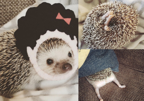 每天都有呆萌蠢事發生！究極可愛的肥嘟嘟刺蝟 刺蝟、uni_desu、萌、可愛、肥