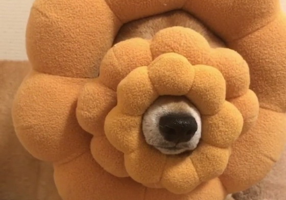 甜甜圈品牌快找牠代言！史上最好吃柴柴新口味登場！ 狗、犬、小狗、汪星人、汪汪